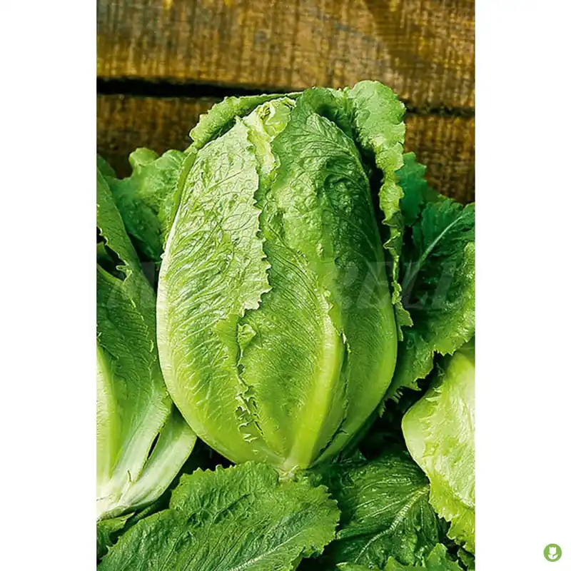 Edición Limitada Semillas Lechuga (maravilla De Verano) 6gm