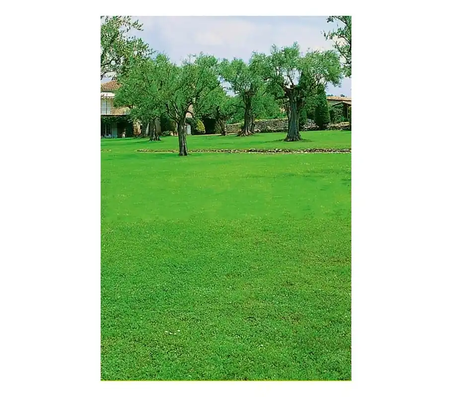 Semillas De Césped Pennisetum Clandestinum - Kikuyo Gran Oferta