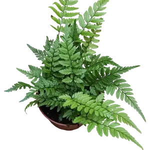 Última Versión Helecho Polystichum Tsus-simense Planta De Inteiror Ø8
