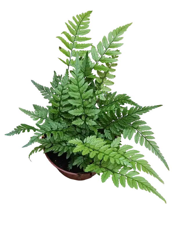 Última Versión Helecho Polystichum Tsus-simense Planta De Inteiror Ø8