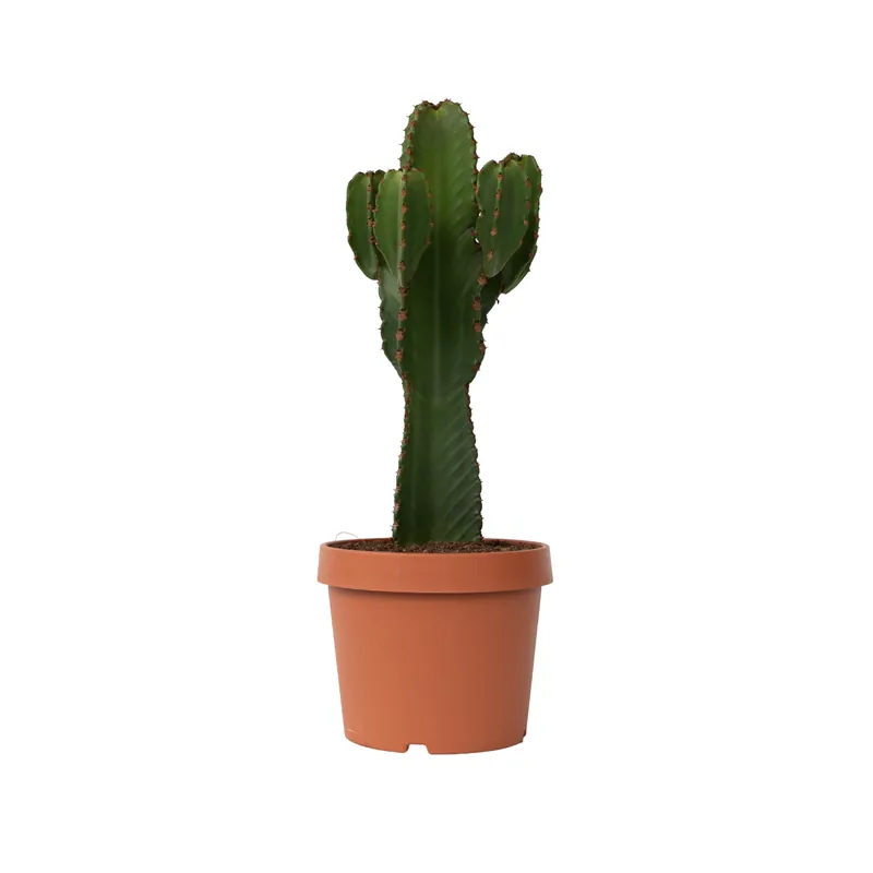 Envío Exprés Euforbia Candelabro - Euphorbia Ingens - Altura 85-95cm - ⌀24cm