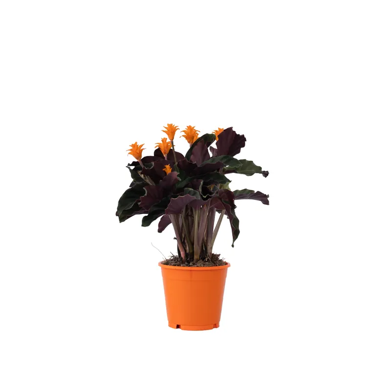 Flor De La Llama Eterna - Calathea Crocata 'tassmania' - Altura 40-50cm - ⌀14cm Envío Gratis