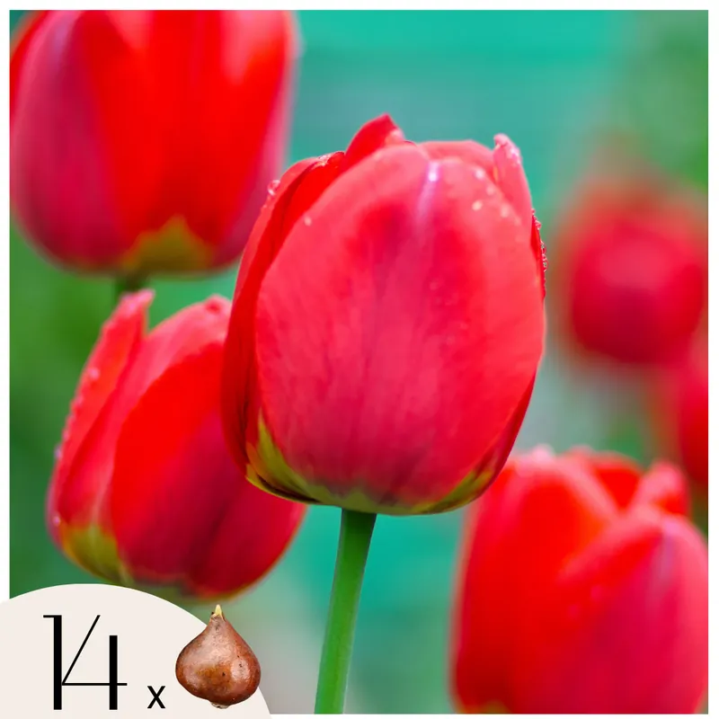 Ordenar Ahora Mismo Bulbos De Tulipán - 14 Pzs - Tulipa 'red Impression' - Bulbos De Flores - Rojo