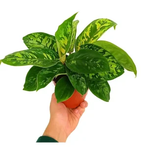 Artesanal Homalomena Camuflaje M12 20cm