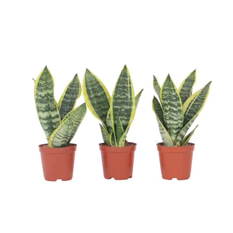 Lengua De Suegra - 3 Pzs - Sansevieria 'futura' - Altura 35-40cm - ⌀12cm Imprescindible (Must-Have)