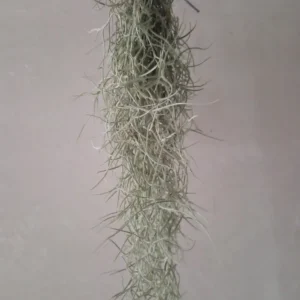 Ordenar Ahora Mismo Tillandsia Usneoides 50 Cm Clavel Aire Barba Viejo