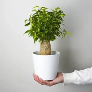 Oferta Especial Ficus Benjamina | Altura 30cm - Diámetro 12cm