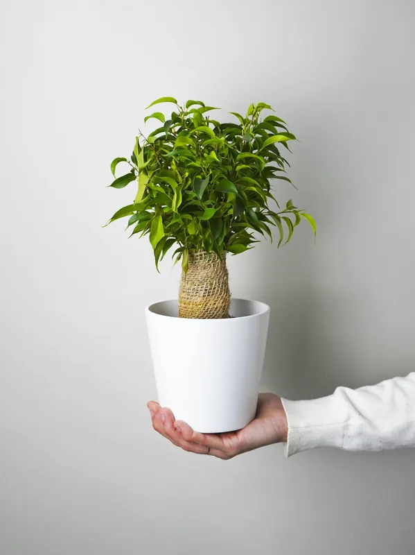 Oferta Especial Ficus Benjamina | Altura 30cm - Diámetro 12cm