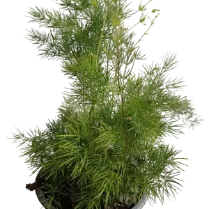Aspargarus Umbellatus Planta Todoterreno Ø12-25 Cm Hecho A Mano