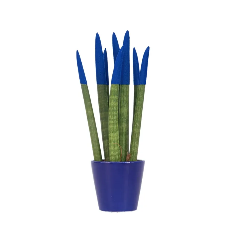 Devolución Gratuita Lengua De Suegra Cilíndrica - Sansevieria Cylindrica - Altura 20-40cm - ⌀9cm