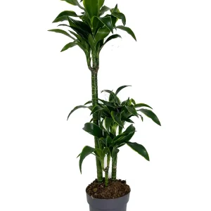 Garantía De Devolución De Dinero Dracena Dorado 3 Troncos 60-30-15 M20 60cm