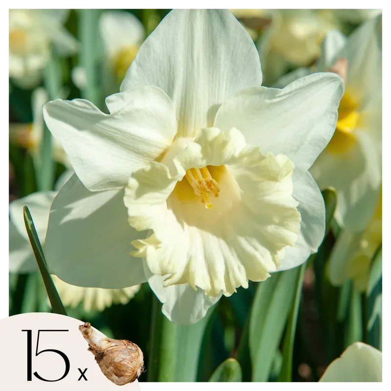 Oferta Limitada Bulbos De Narcisos - 15 Pzs - Narcissus 'mount Hood' - Bulbos De Flores
