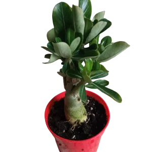 Solo Hoy Adenium Obesum Flor Roja Ø10 Planta Suculenta Arbol Rosa Del Desierto