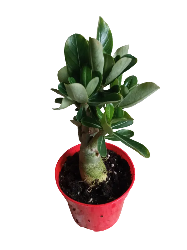 Solo Hoy Adenium Obesum Flor Roja Ø10 Planta Suculenta Arbol Rosa Del Desierto