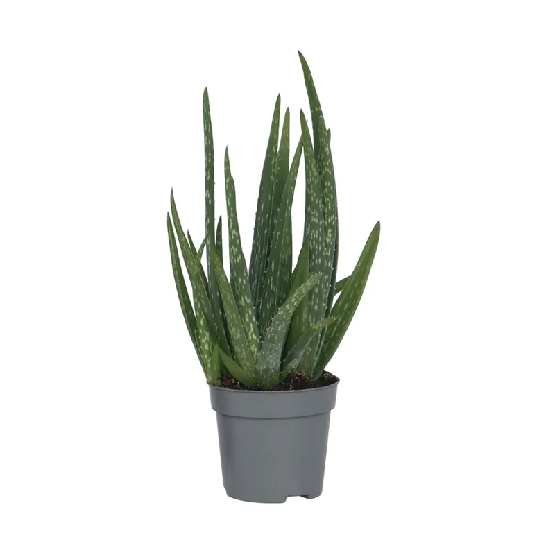 Mayoreo Aloe Vera - Aloe Barbadensis - Altura 25-40cm - ⌀105cm