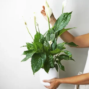 Precio Económico Spathiphyllum O Cuna De Moisés | Altura 75cm - Maceta 17cm