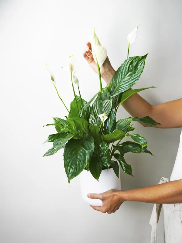 Precio Económico Spathiphyllum O Cuna De Moisés | Altura 75cm - Maceta 17cm
