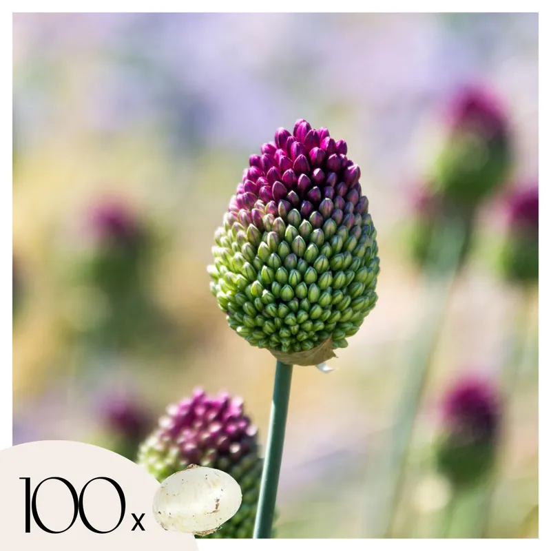 Ajo De Cigüeña - 100 Pzs - Allium 'sphaerocephalon' - Bulbos De Flores Lujoso