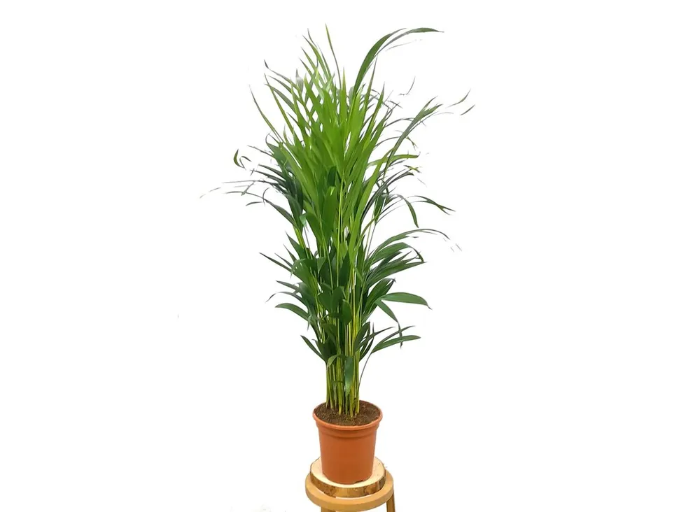 Areca Lutescens M17 90cm Lujoso