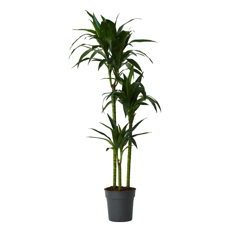 Nuevo Modelo Drácena - Dracaena Deremensis 'janet Craig' - Altura 140-150cm - ⌀24cm