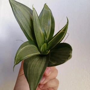 Original Sansevieria Hahnii Silver Cream Planta De Interior Ø6