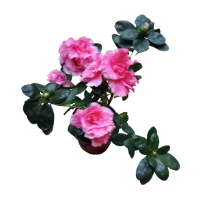 Precio Bajo Planta AZALEA de Flor ROSA ideal para Jardines y para Bonsai