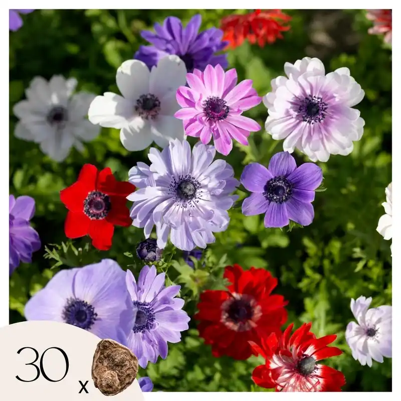 Anemone Coronaria - 30 Pzs - Anemoon De Caen - Bulbos De Flores Nueva Colección