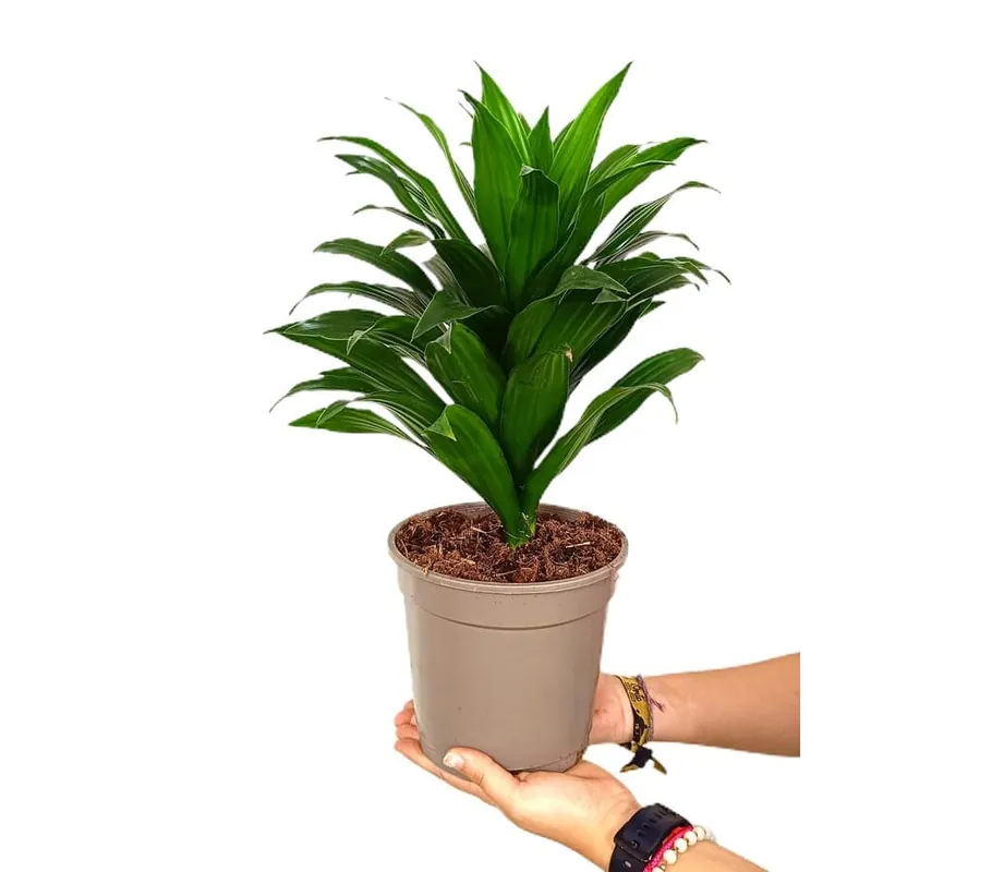 Dracena Compacta M17 40cm Envío Internacional