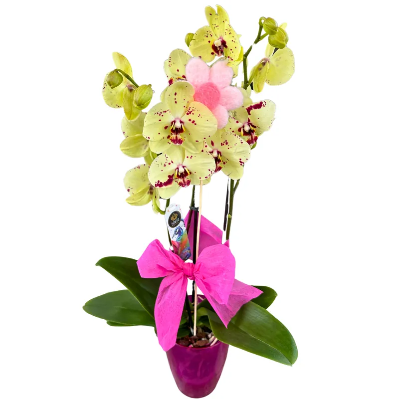 Solo Hoy Orquídea O Phalaenopsis 2 Varas, Especial Para El Regalo