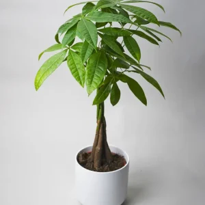 Pachira Aquatica | Altura 50cm - Maceta 12cm Precio Rebajado