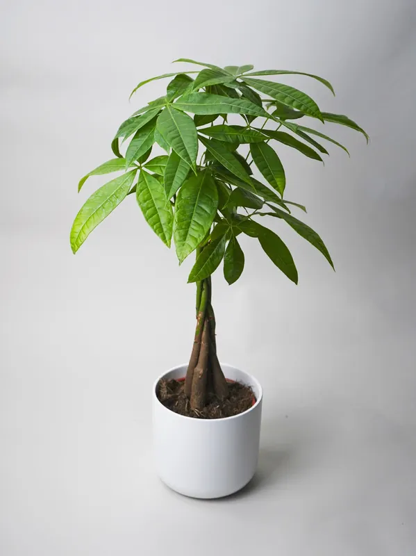 Pachira Aquatica | Altura 50cm - Maceta 12cm Precio Rebajado