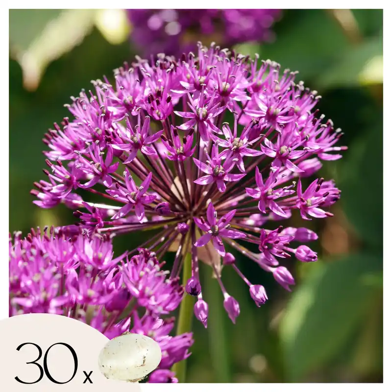 Allium Sensación Púrpura - 30 Pzs - Allium 'purple Sensation' - Bulbos De Flores Imprescindible (Must-Have)