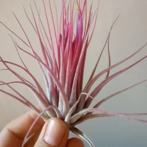 Profesional Tillandsia Scaposa Clavel Del Aire Tillandsias