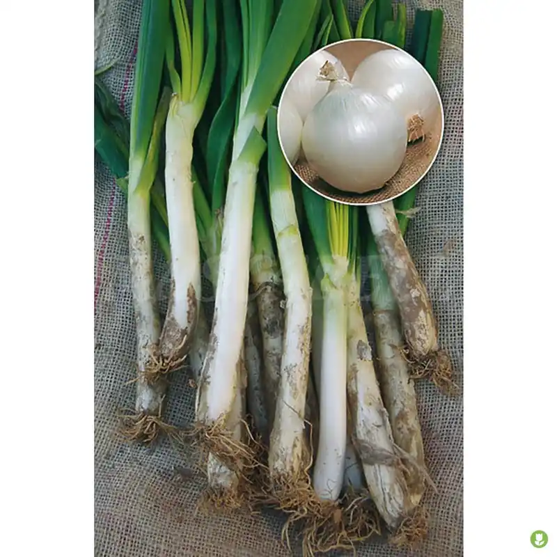 Semillas Blanca Tardia (calçots) 3gm Oferta