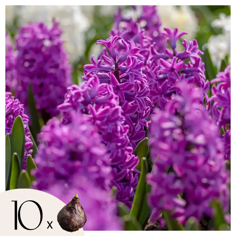 Bulbos De Jacinto - Set De 10 - Hyacinthus 'purple Voice' - Bulbos Florales Tendencia