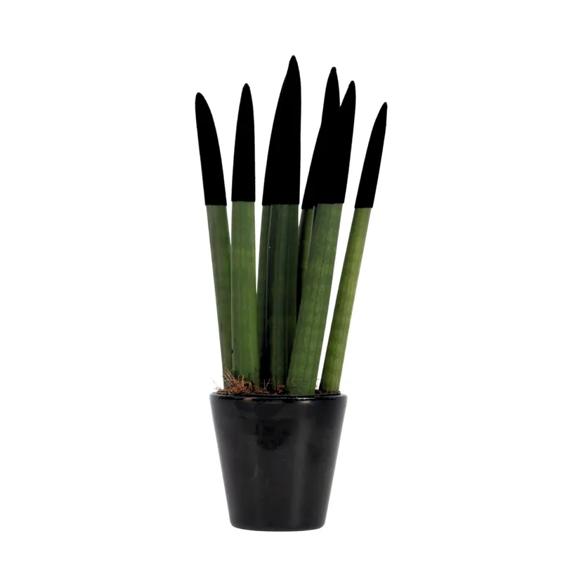 Lengua De Suegra Cilíndrica - Sansevieria Cylindrica - Altura 20-40cm - ⌀9cm Mejor Calidad