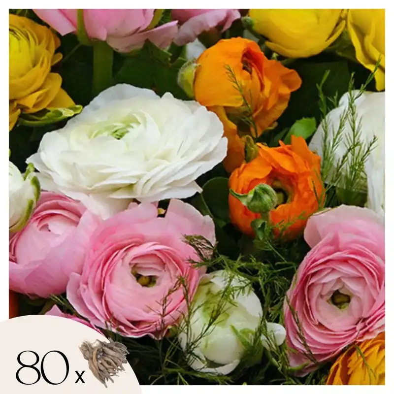 Ranúnculo - 80 Pzs - Ranunculus - Bulbos De Flores Económico