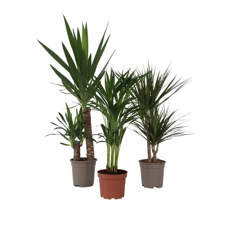 Conjunto De Palmeras De Interior - 3 Pzs - Indoor Palmmix Xl - A70-90cm - ⌀17cm Nuevo Modelo