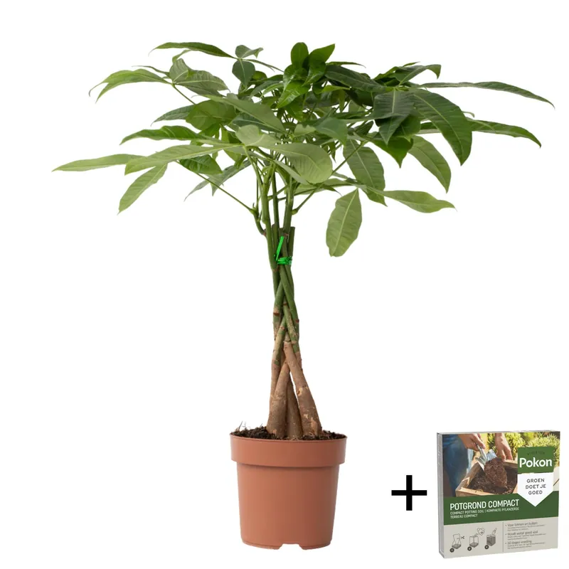 Moderno Árbol Del Dinero - Pachira Aquatica - Altura 60-70cm - ⌀17cm