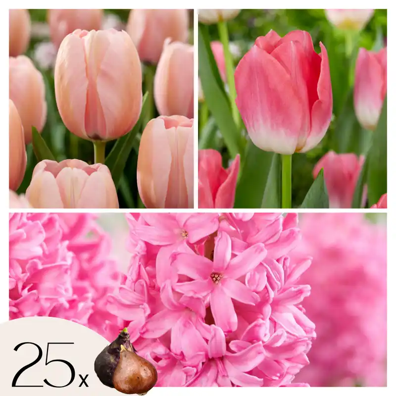 Disponible Ahora Mezcla De Bulbos De Flor - 25 Pzs - Tulipa Hyacinthus - Bulbos De Flores