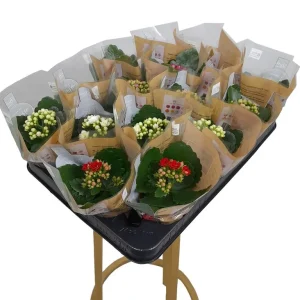 Económico Kalanchoe Blossfeldiano Doble M7 10cm