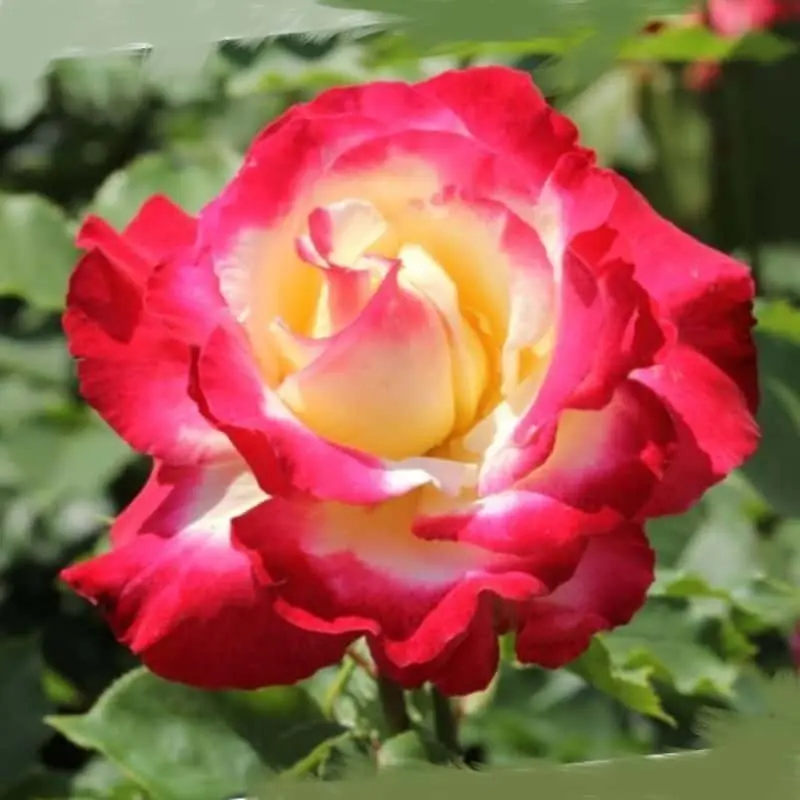 Rosa Double Delight Rebajas