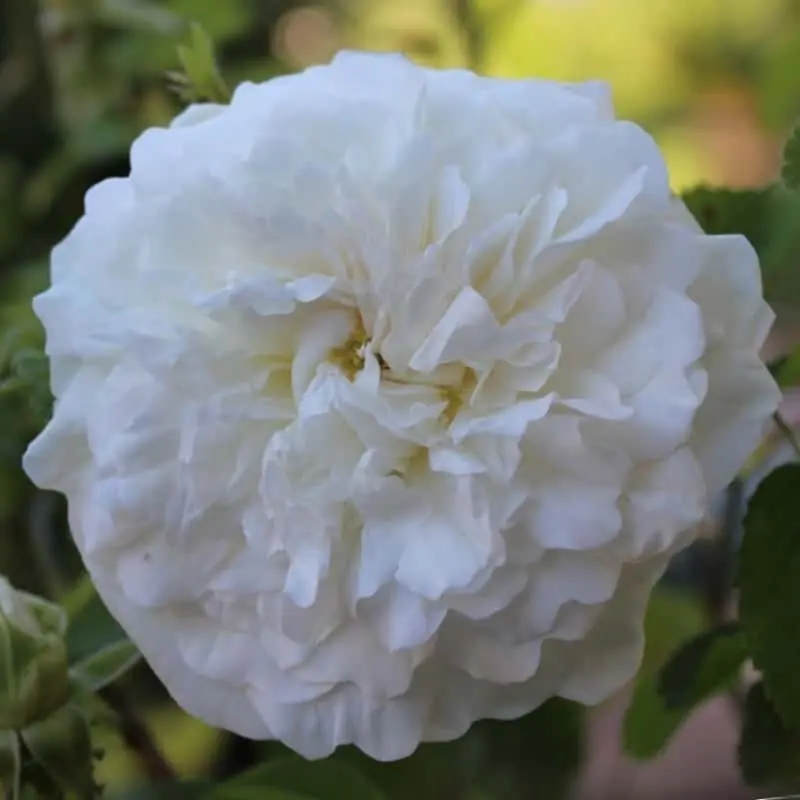 Rosa Mme Legras de St Germain Tendencia