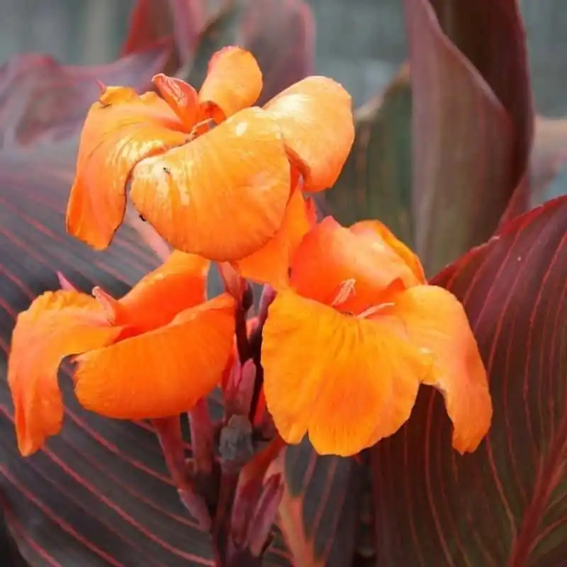 Últimas Unidades Canna Oaklahoma