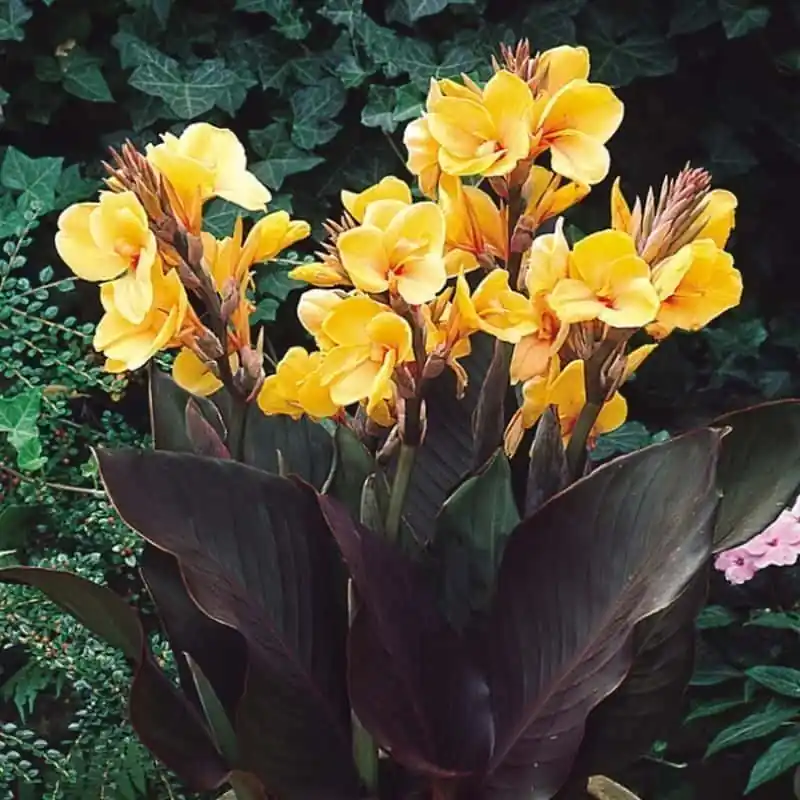Original Canna Louis Cottin