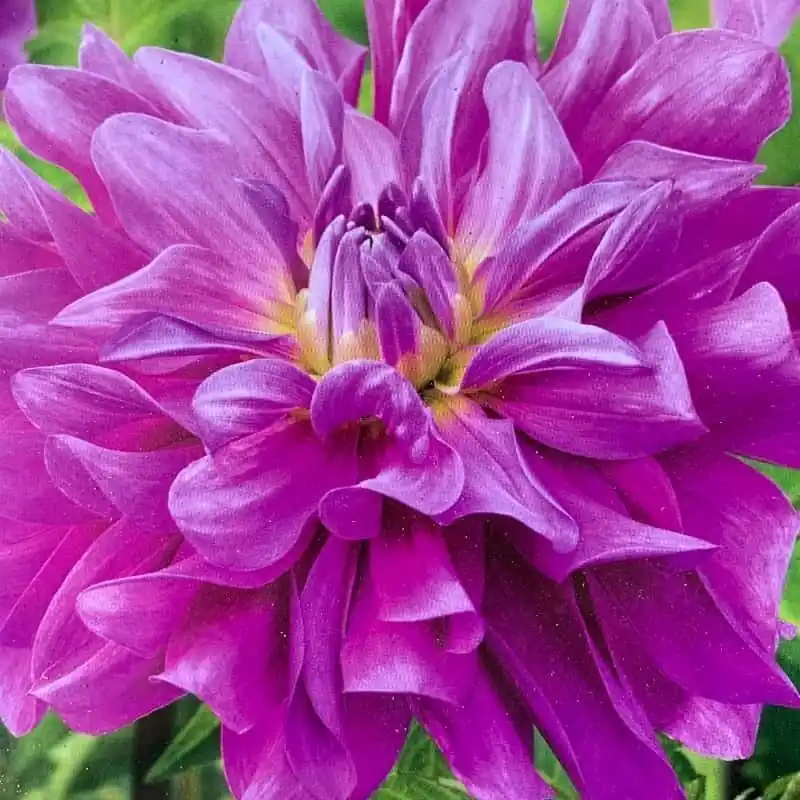 Bestseller Dalia decorativa Bluetiful