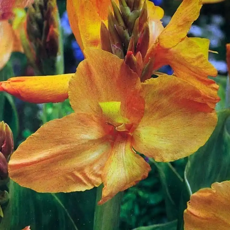 Última Oportunidad Canna Apricot Dream
