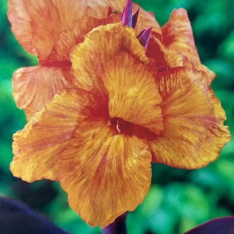 Compra Ahora Canna Wyoming