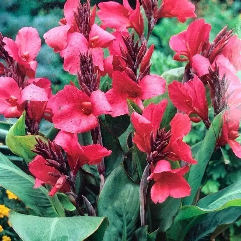 De Moda Canna Mini Orchid Beauty