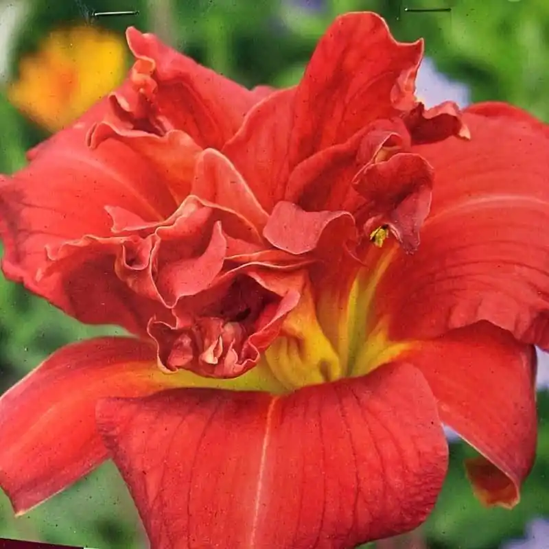 Hemerocallis Moses Fire Edición Limitada